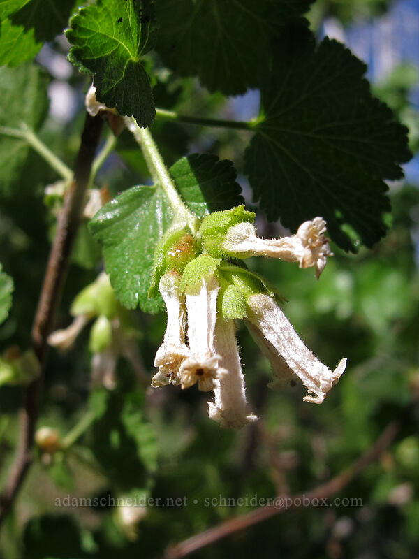 wax currant (Ribes cereum) [Pacific Crest Trail, Mt. Jefferson Wilderness, Linn County, Oregon]