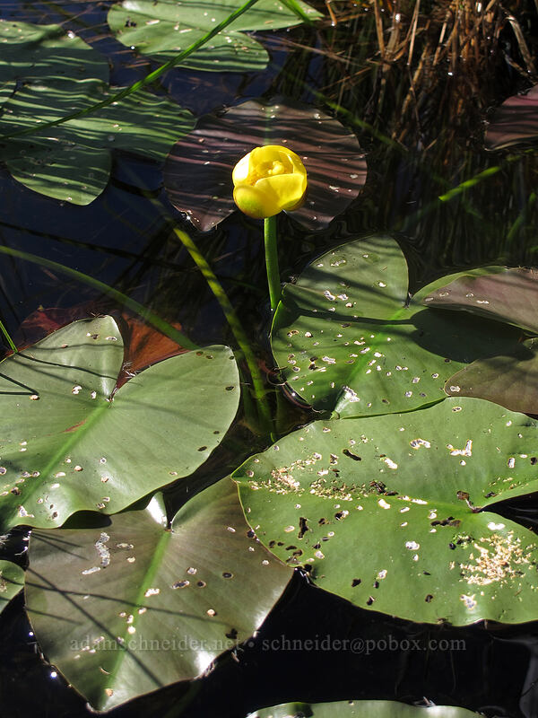 yellow pond-lily (Nuphar polysepala) [Pacific Crest Trail, Mt. Jefferson Wilderness, Linn County, Oregon]
