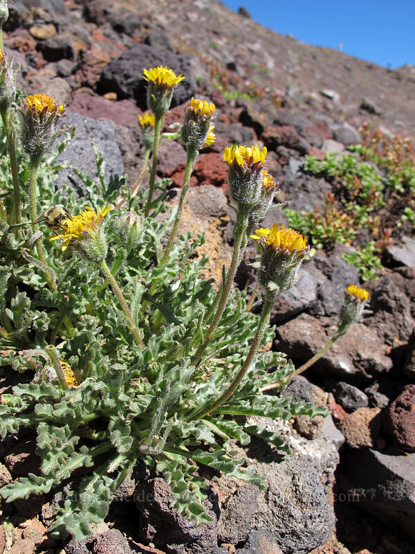 dwarf alpinegold (Hulsea nana) [east side of Broken Top, Three Sisters Wilderness, Deschutes County, Oregon]