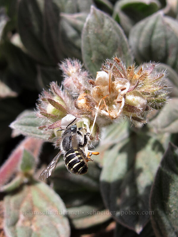bee on phacelia (Phacelia hastata var. compacta) [east side of Broken Top, Three Sisters Wilderness, Deschutes County, Oregon]