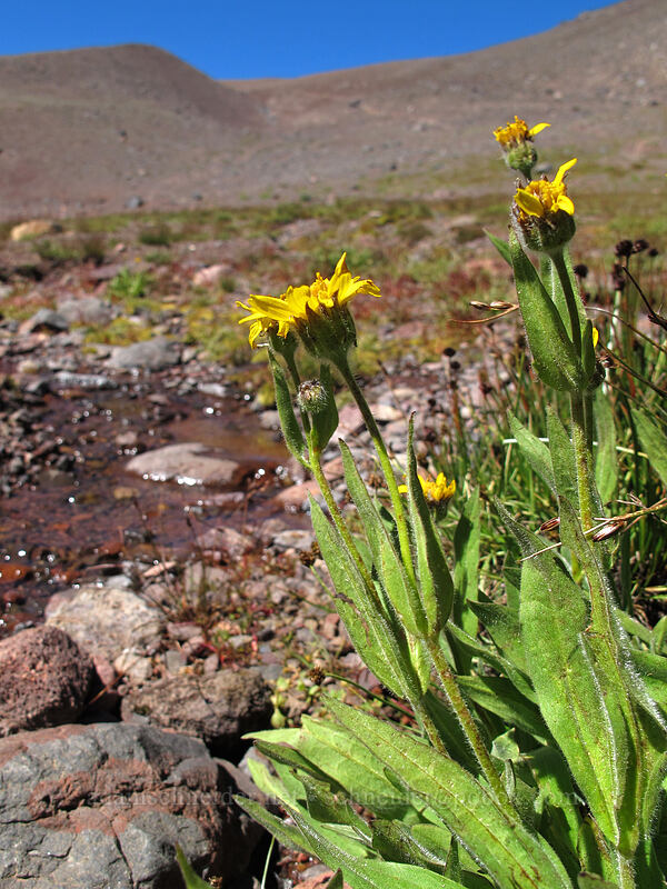 hairy arnica (Arnica mollis) [east side of Broken Top, Three Sisters Wilderness, Deschutes County, Oregon]