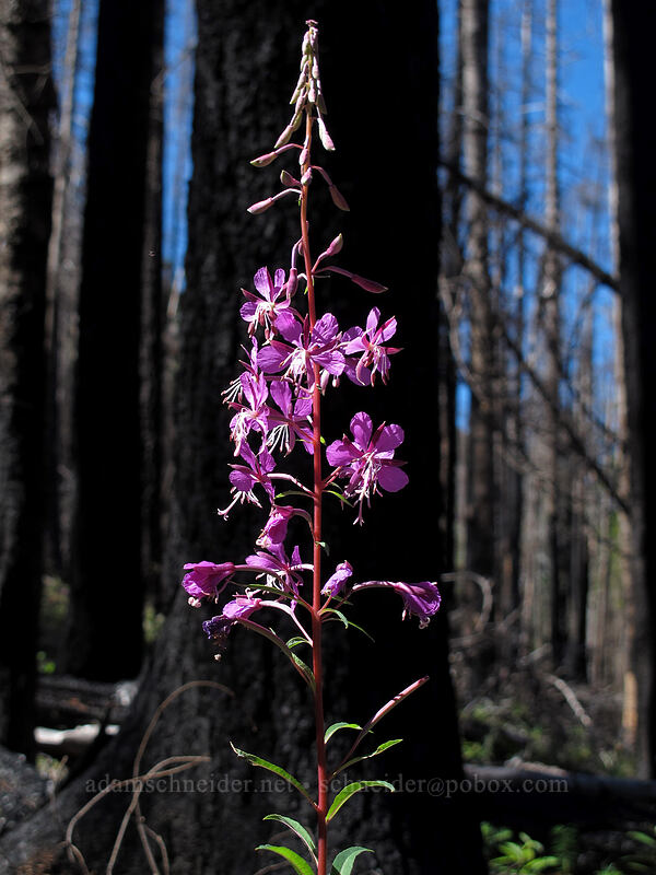 fireweed (Chamerion angustifolium (Chamaenerion angustifolium) (Epilobium angustifolium)) [Elk Cove Trail, Mt. Hood National Forest, Hood River County, Oregon]
