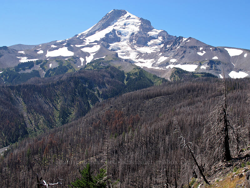 Mount Hood & burned forest [Elk Cove Trail, Mt. Hood Wilderness, Hood River County, Oregon]