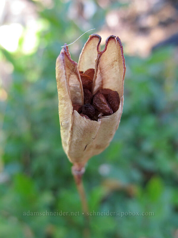 avalanche lily seeds (Erythronium montanum) [Elk Cove Trail, Mt. Hood Wilderness, Hood River County, Oregon]