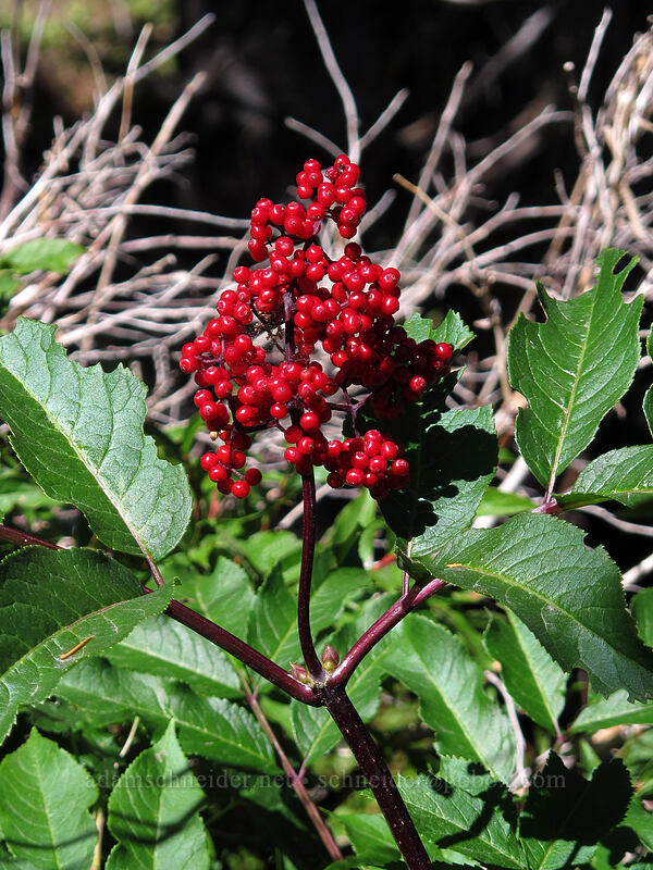red elderberries (Sambucus racemosa) [Timberline Trail, Mt. Hood Wilderness, Hood River County, Oregon]