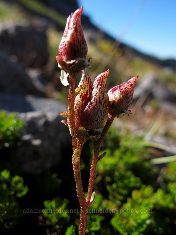 alpine saxifrage seed-pods (Micranthes tolmiei (Saxifraga tolmiei)) [Elk Cove, Mt. Hood Wilderness, Hood River County, Oregon]