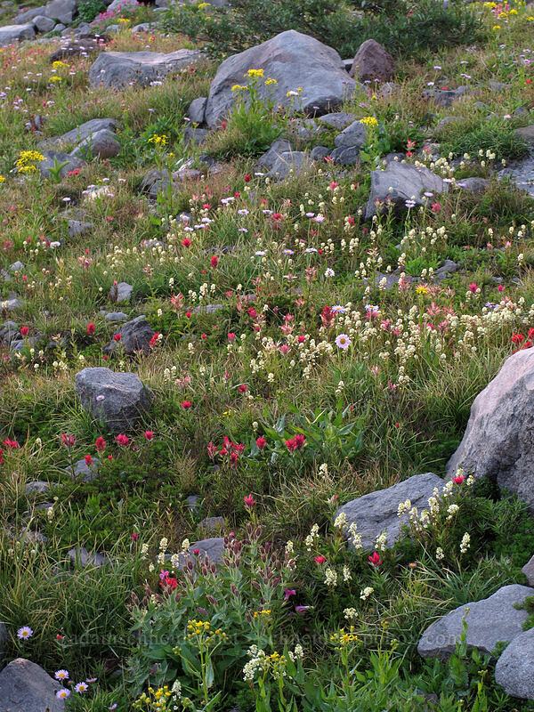 wildflowers (Castilleja parviflora var. oreopola, Luetkea pectinata, Erigeron glacialis var. glacialis, Senecio triangularis) [Elk Cove, Mt. Hood Wilderness, Hood River County, Oregon]