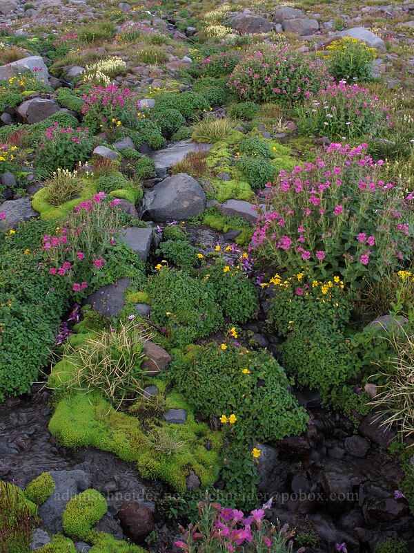 wildflowers & moss (Erythranthe lewisii (Mimulus lewisii), Erythranthe sp. (Mimulus sp.), Luetkea pectinata) [Elk Cove, Mt. Hood Wilderness, Hood River County, Oregon]