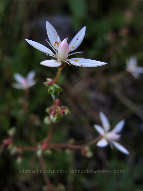 rusty saxifrage (Micranthes ferruginea (Saxifraga ferruginea)) [Elk Cove, Mt. Hood Wilderness, Hood River County, Oregon]