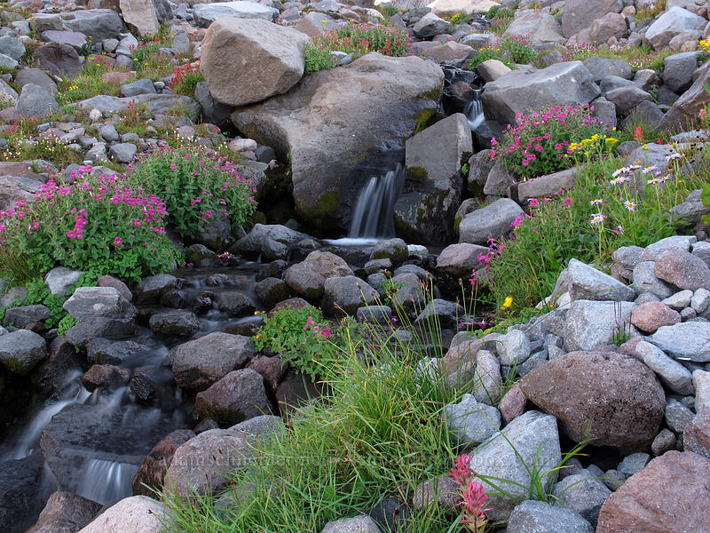 stream through wildflowers (Erythranthe lewisii (Mimulus lewisii), Senecio triangularis, Erigeron glacialis var. glacialis) [Elk Cove, Mt. Hood Wilderness, Hood River County, Oregon]