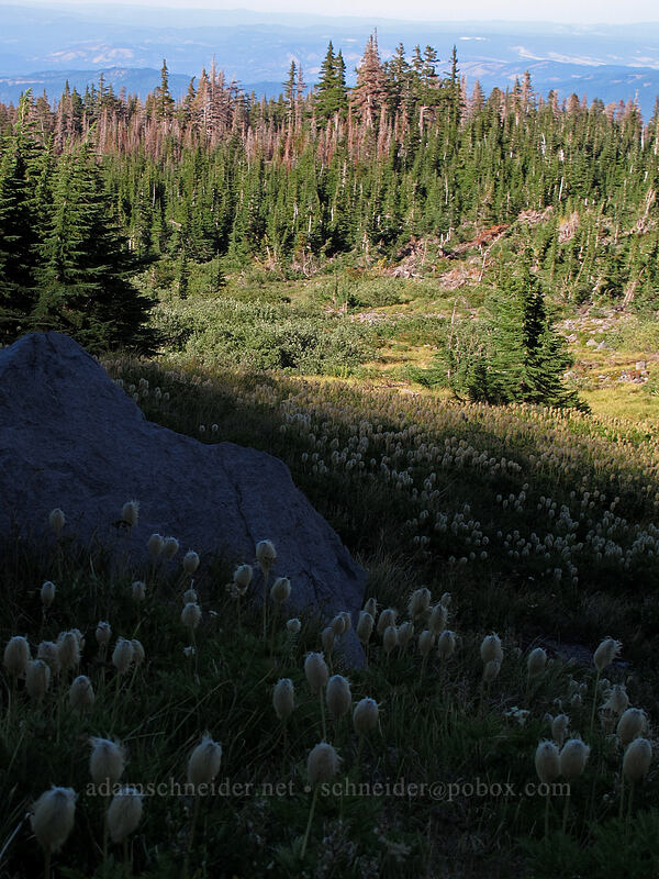 pasqueflower seedheads & scorched conifers (Anemone occidentalis (Pulsatilla occidentalis)) [Elk Cove, Mt. Hood Wilderness, Hood River County, Oregon]