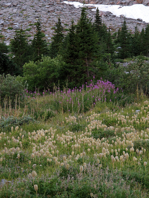 pasqueflower seedheads & fireweed (Anemone occidentalis (Pulsatilla occidentalis), Chamerion angustifolium (Chamaenerion angustifolium) (Epilobium angustifolium)) [Elk Cove, Mt. Hood Wilderness, Hood River County, Oregon]