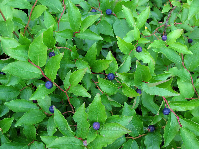 black huckleberries (Vaccinium membranaceum) [Pinnacle Ridge Trail, Mt. Hood Wilderness, Hood River County, Oregon]