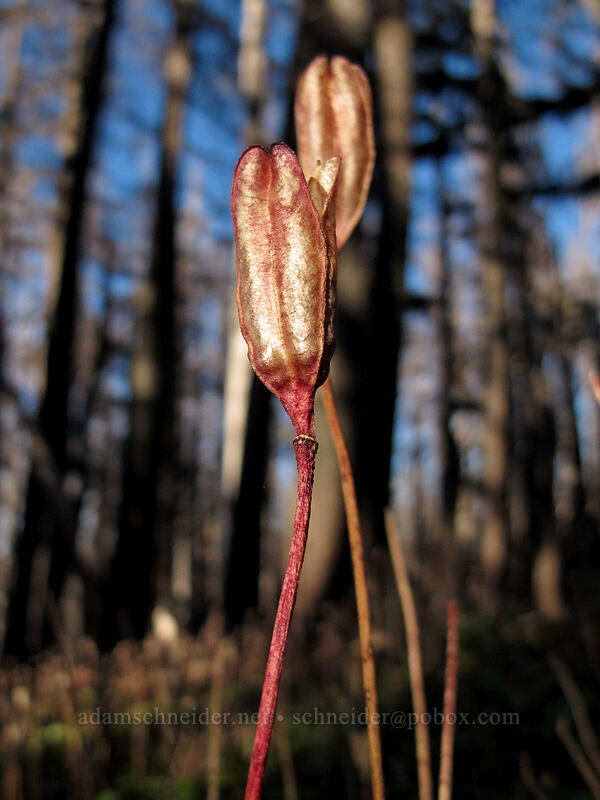 avalanche lily seeds (Erythronium montanum) [Pinnacle Ridge Trail, Mt. Hood Wilderness, Hood River County, Oregon]