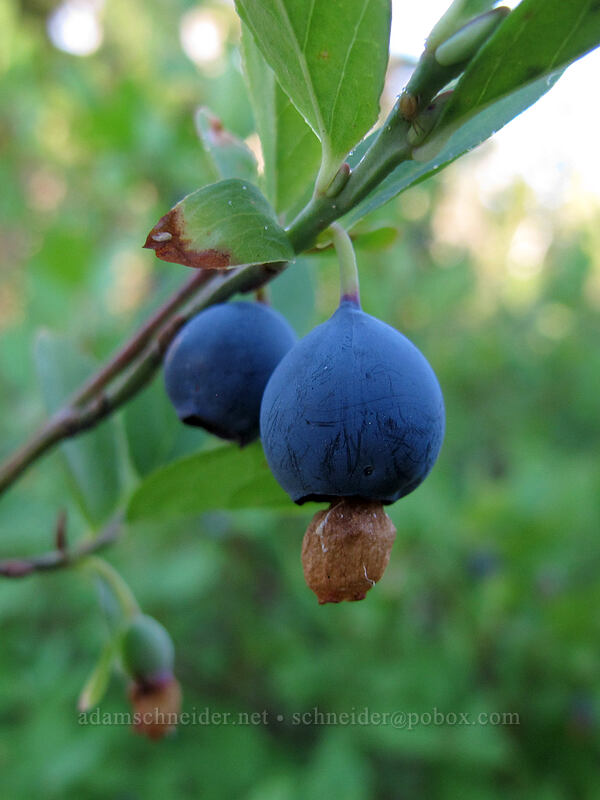 blueberries (Vaccinium deliciosum) [Pinnacle Ridge Trail, Mt. Hood Wilderness, Hood River County, Oregon]