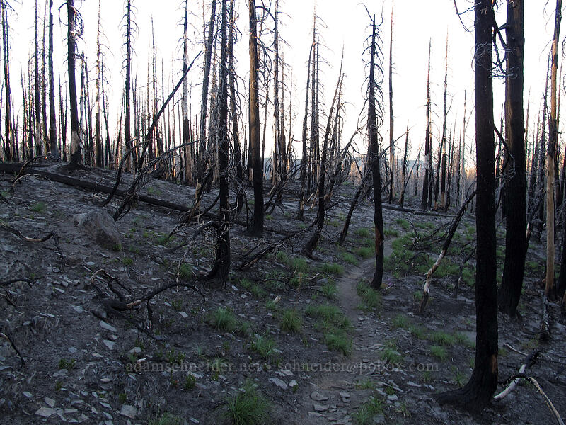 trail through burned forest [Pinnacle Ridge Trail, Mt. Hood Wilderness, Hood River County, Oregon]