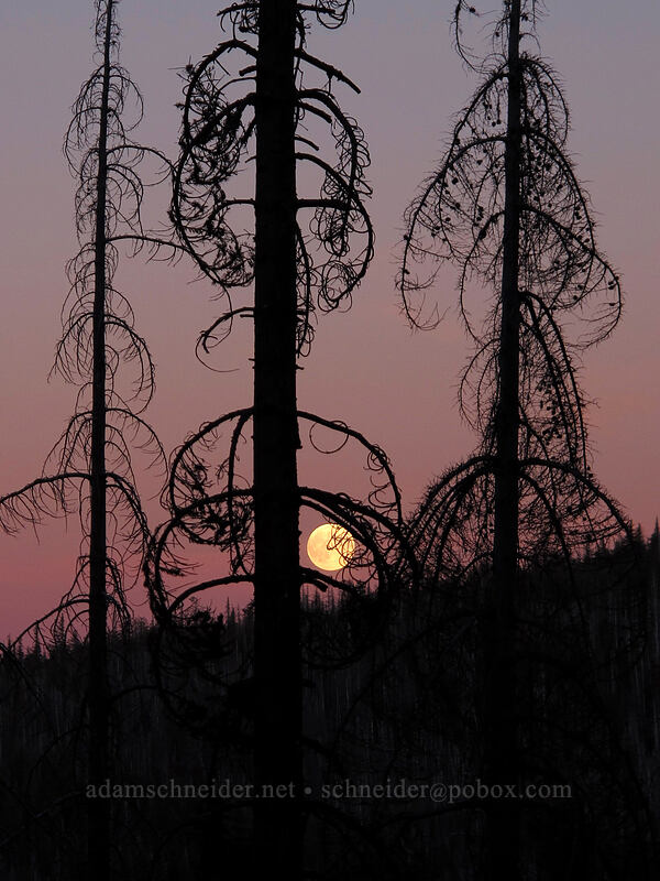 full moon through burnt trees [Pinnacle Ridge Trail, Mt. Hood Wilderness, Hood River County, Oregon]