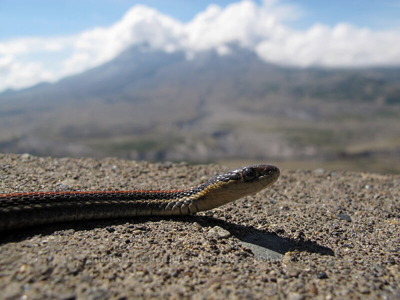 garter snake (Thamnophis ordinoides) [Eruption Trail, Mt. St. Helens National Volcanic Monument, Skamania County, Washington]