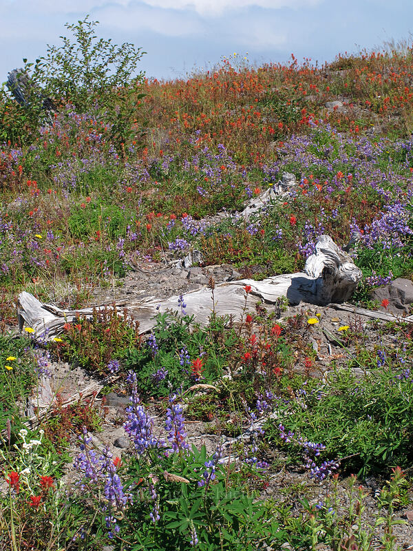 wildflowers (mostly paintbrush & lupine) (Lupinus latifolius, Castilleja miniata) [Eruption Trail, Mt. St. Helens National Volcanic Monument, Skamania County, Washington]