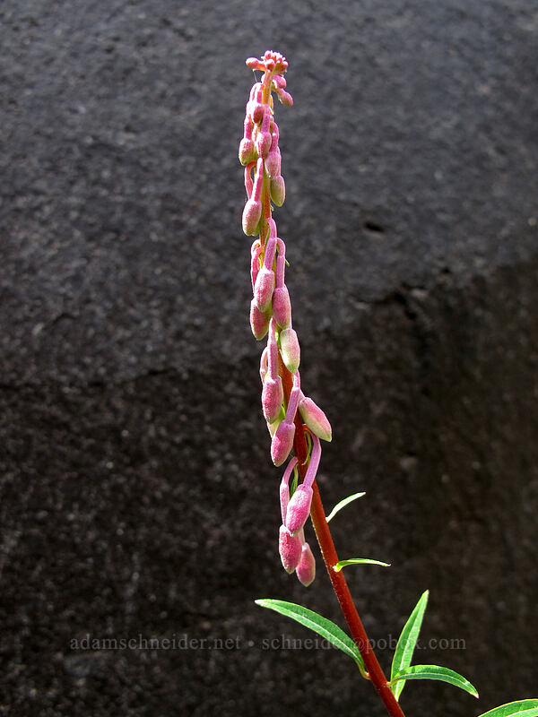 fireweed (Chamerion angustifolium (Chamaenerion angustifolium) (Epilobium angustifolium)) [Boundary Trail, Mt. St. Helens National Volcanic Monument, Skamania County, Washington]