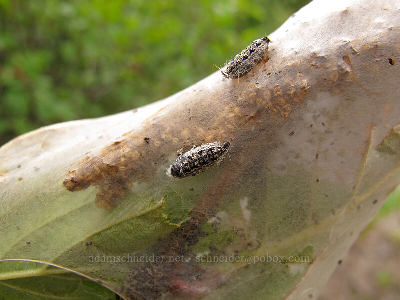 half-baked caterpillars? (Malacosoma californicum) [Boundary Trail, Mt. St. Helens National Volcanic Monument, Skamania County, Washington]