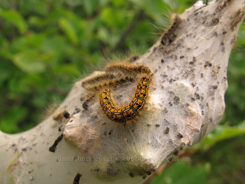 western tent caterpillars (Malacosoma californicum) [Boundary Trail, Mt. St. Helens National Volcanic Monument, Skamania County, Washington]
