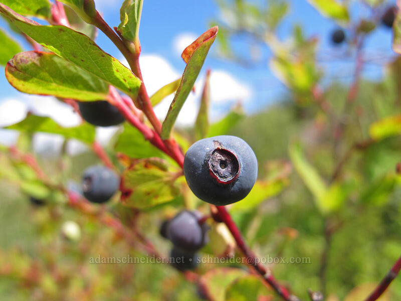 huckleberry (Vaccinium sp.) [Boundary Trail, Mt. St. Helens National Volcanic Monument, Washington]