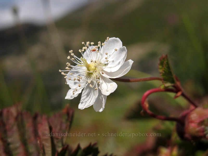 double strawberry blossom (Fragaria sp.) [Boundary Trail, Mt. St. Helens National Volcanic Monument, Skamania County, Washington]