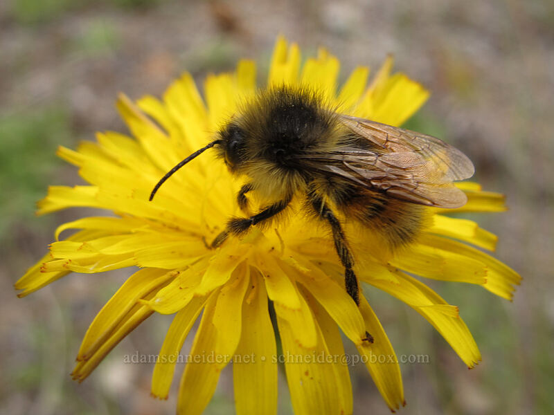 bumblebee on agoseris (Bombus sp., Agoseris sp.) [Boundary Trail, Mt. St. Helens National Volcanic Monument, Skamania County, Washington]