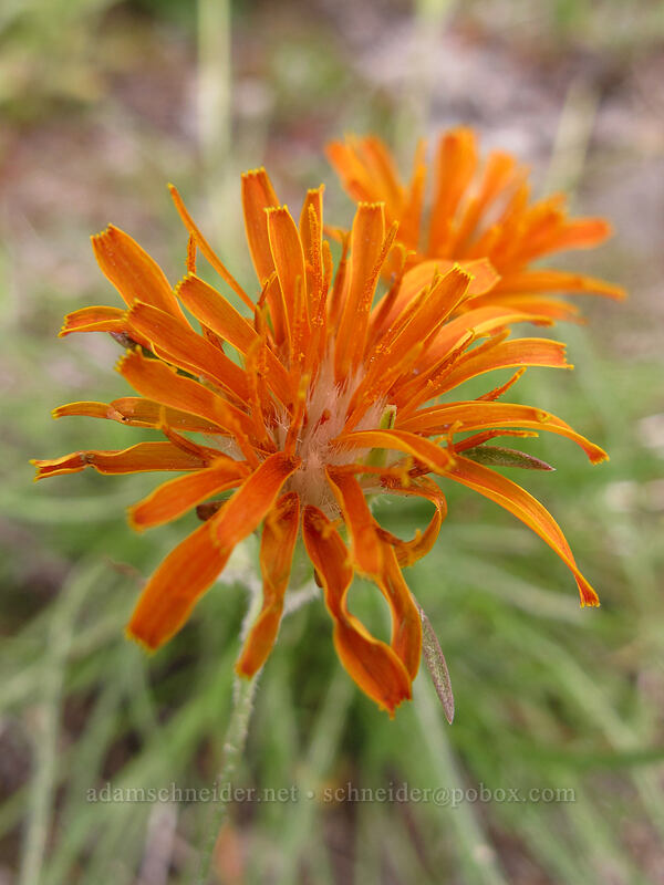 orange agoseris (Agoseris aurantiaca) [Boundary Trail, Mt. St. Helens National Volcanic Monument, Skamania County, Washington]