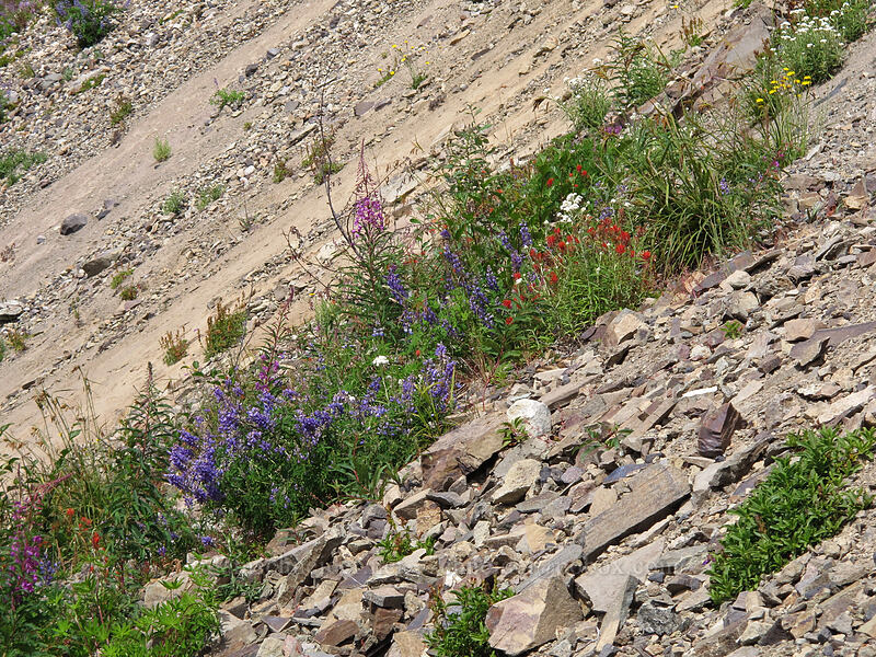 wildflowers [Boundary Trail, Mt. St. Helens National Volcanic Monument, Skamania County, Washington]