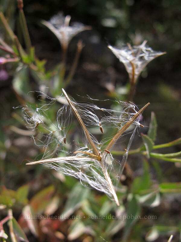 willow-herb seeds (Epilobium sp.) [Boundary Trail, Mt. St. Helens National Volcanic Monument, Skamania County, Washington]