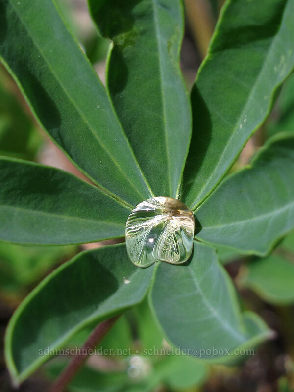 water droplet on lupine leaf (Lupinus latifolius) [Boundary Trail, Mt. St. Helens National Volcanic Monument, Skamania County, Washington]
