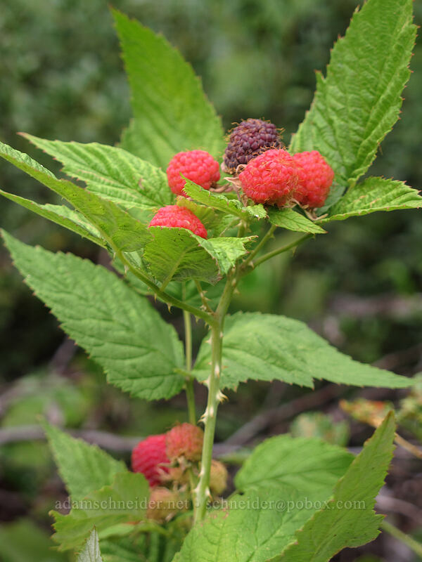 blackcap raspberries (Rubus leucodermis) [Esmeralda Trailhead, Wenatchee National Forest, Kittitas County, Washington]