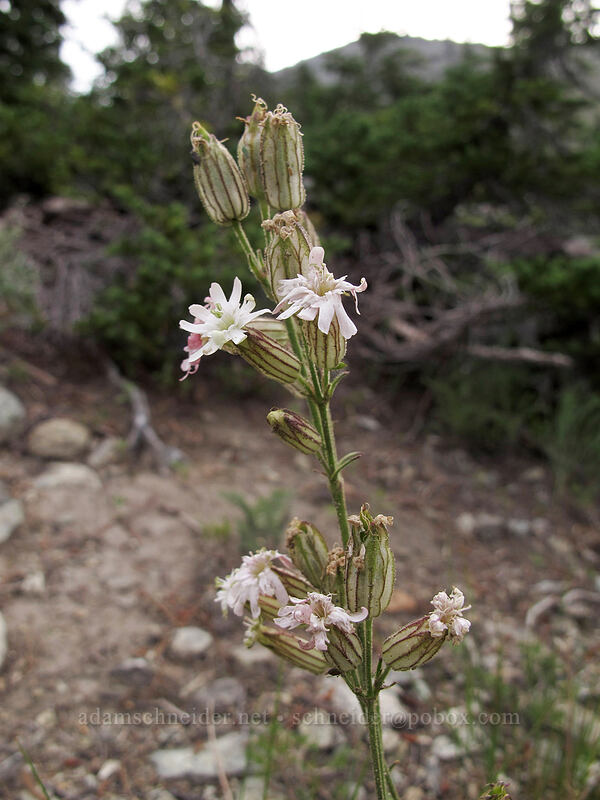 Parry's catchfly (Silene parryi) [Longs Pass Trail, Wenatchee National Forest, Kittitas County, Washington]