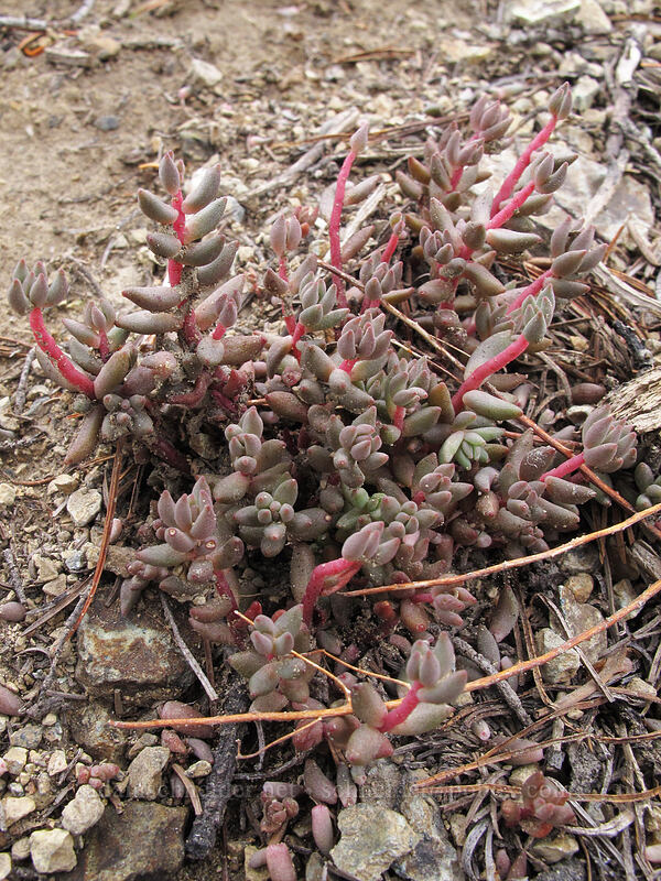 curved-leaf stonecrop (Sedum rupicola (Sedum lanceolatum var. rupicola)) [Longs Pass Trail, Wenatchee National Forest, Kittitas County, Washington]