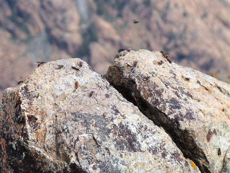 lots of winged ants on Peak 6878 [Longs Pass-Ingalls Pass Ridge, Alpine Lakes Wilderness, Chelan County, Washington]