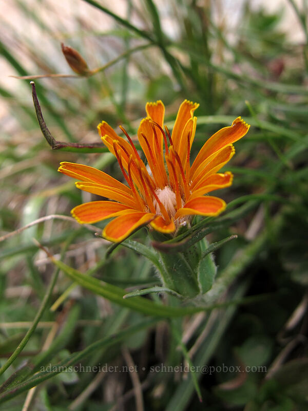 orange agoseris (Agoseris aurantiaca) [Ingalls Way Trail, Alpine Lakes Wilderness, Chelan County, Washington]