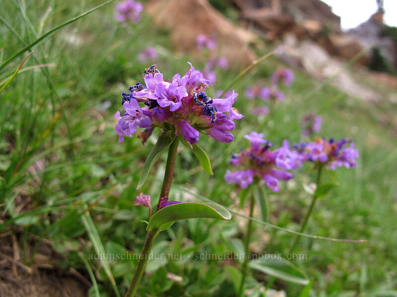 small-flowered penstemon (Penstemon procerus) [Ingalls Way Trail, Alpine Lakes Wilderness, Chelan County, Washington]