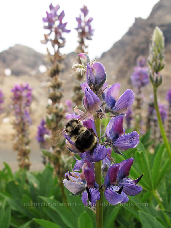 bumblebee on lupines (Lupinus latifolius, Bombus sp.) [Lake Ingalls, Alpine Lakes Wilderness, Chelan County, Washington]