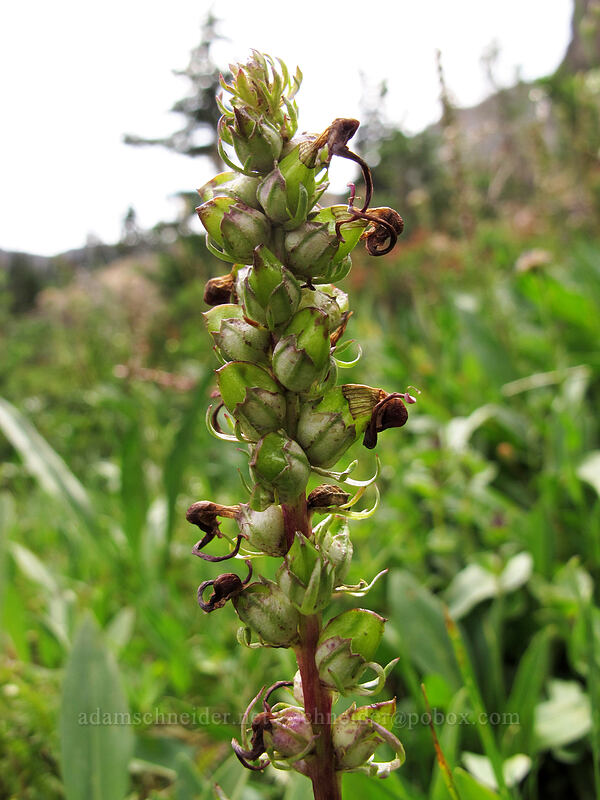 elephant's-head lousewort, gone to seed (Pedicularis groenlandica) [Ingalls Way Trail, Alpine Lakes Wilderness, Chelan County, Washington]
