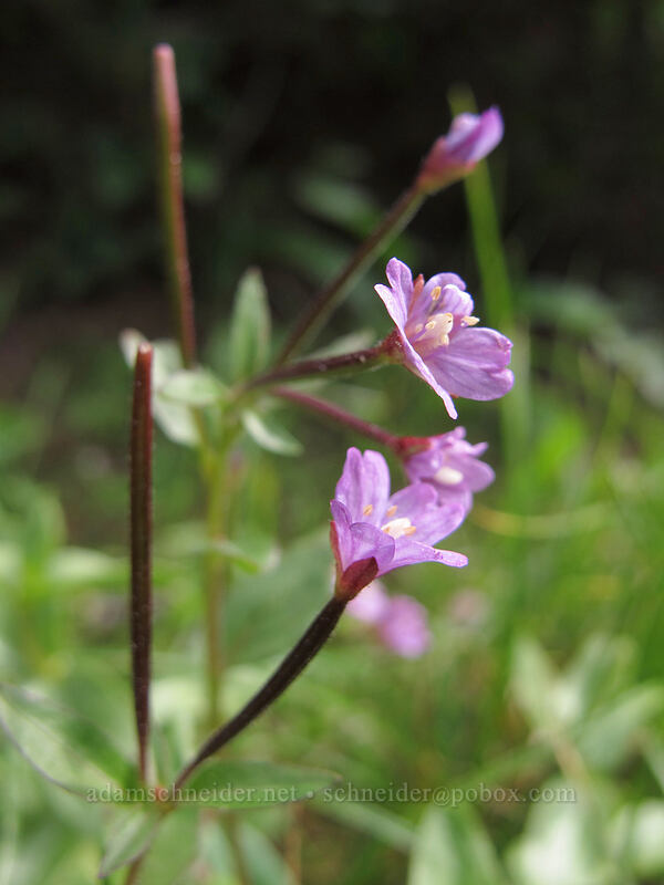 willow-herb (Epilobium sp.) [Ingalls Way Trail (lower), Alpine Lakes Wilderness, Chelan County, Washington]