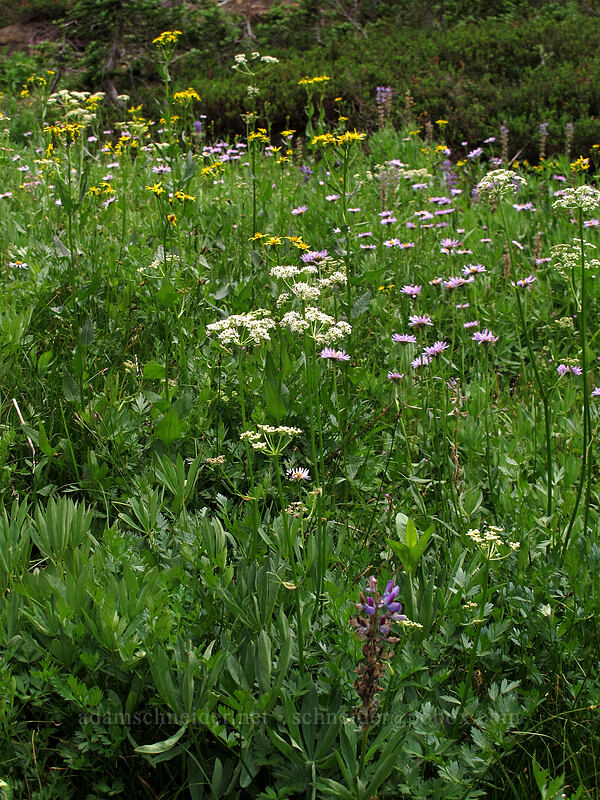 wildflowers [Ingalls Way Trail (lower), Alpine Lakes Wilderness, Chelan County, Washington]