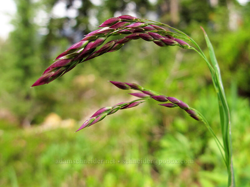 purple mountain hair-grass (Vahlodea atropurpurea (Deschampsia atropurpurea)) [Ingalls Way Trail (lower), Alpine Lakes Wilderness, Chelan County, Washington]