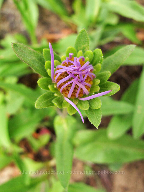 leafy-bract aster (Symphyotrichum foliaceum (Aster foliaceus)) [Ingalls Way Trail, Wenatchee National Forest, Kittitas County, Washington]