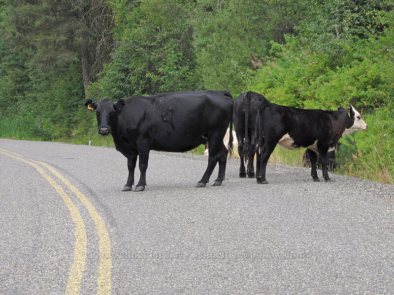 bovine roadblock [Teanaway Road, Kittitas County, Washington]