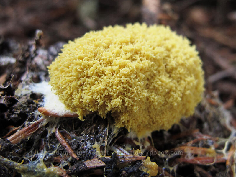yellow brain-shaped fungus [Lakes Trail, Mount Rainier National Park, Lewis County, Washington]