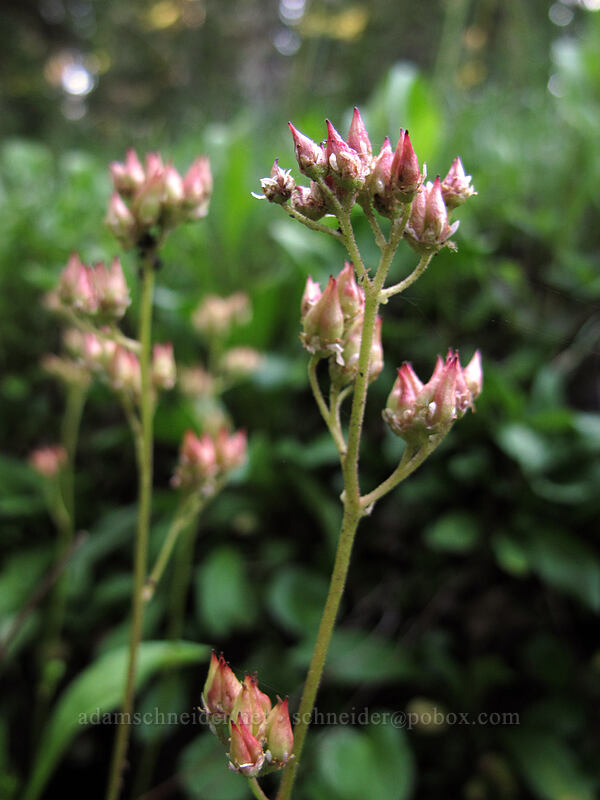 leather-leaf saxifrage seeds (Leptarrhena pyrolifolia (Saxifraga pyrolifolia)) [Lakes Trail, Mount Rainier National Park, Lewis County, Washington]