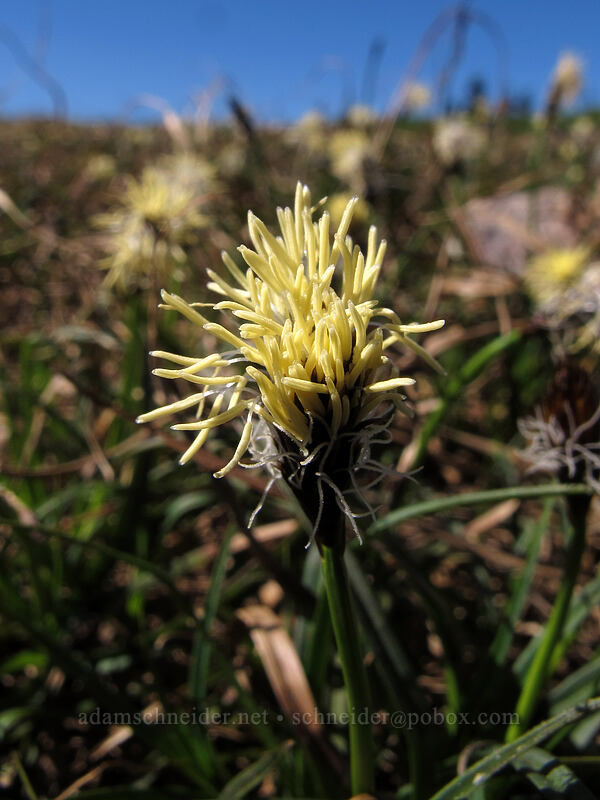 sedge (Carex sp.) [Mazama Ridge, Mount Rainier National Park, Pierce County, Washington]