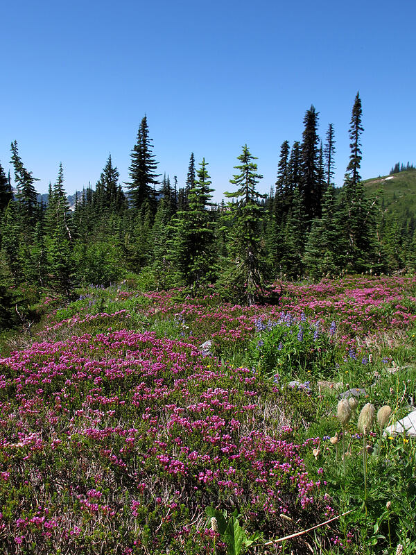 heather meadow (Phyllodoce empetriformis) [Skyline Trail, Mount Rainier National Park, Pierce County, Washington]